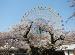 華蔵寺公園桜　02
